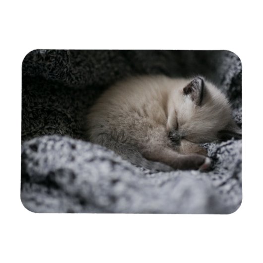 Niedliche Kleintiere | Tiny Kitten Schlafen Magnet (Horizontal)