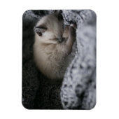 Niedliche Kleintiere | Tiny Kitten Schlafen Magnet (Vertikal)