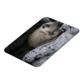Niedliche Kleintiere | Tiny Kitten Schlafen Magnet (Linke Seite)