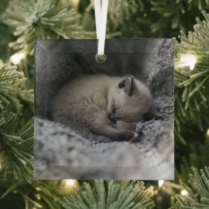 Niedliche Kleintiere   Tiny Kitten Schlafen Ornament Aus Glas