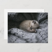 Niedliche Kleintiere | Tiny Kitten Schlafen Postkarte (Vorne/Hinten)
