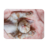 Niedliche Kleintiere | Tiny Orange Striped Kitten Magnet (Horizontal)