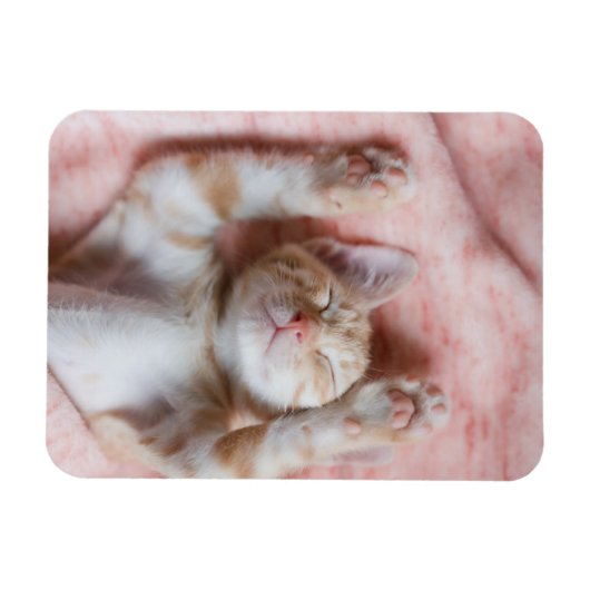 Niedliche Kleintiere | Tiny Orange Striped Kitten Magnet (Horizontal)