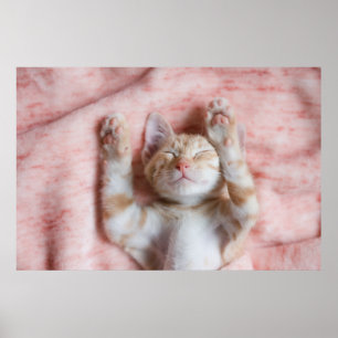 Niedliche Kleintiere   Tiny Orange Striped Kitten Poster