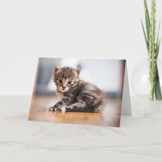 Niedliche Kleintiere | Tiny Tabby Kitten Karte (Vorderseite)