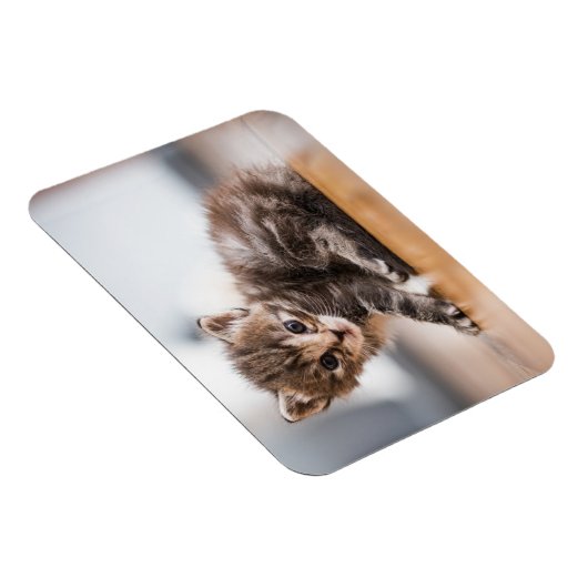 Niedliche Kleintiere | Tiny Tabby Kitten Magnet (Rechte Seite)