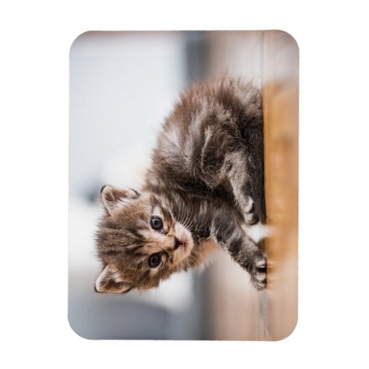 Niedliche Kleintiere | Tiny Tabby Kitten Magnet (Vertikal)