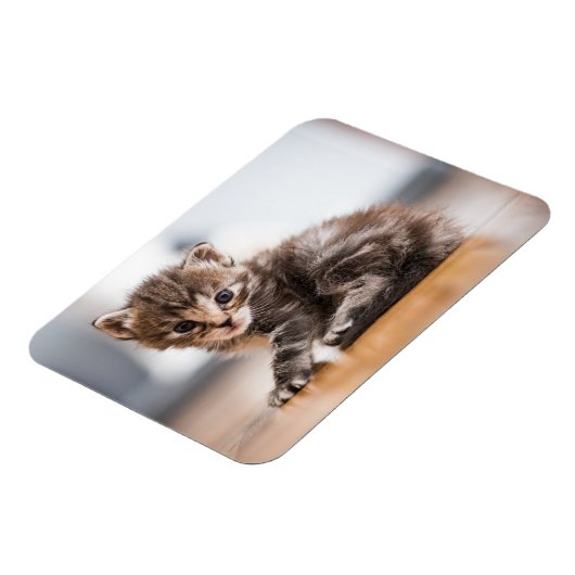 Niedliche Kleintiere | Tiny Tabby Kitten Magnet (Linke Seite)