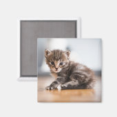 Niedliche Kleintiere | Tiny Tabby Kitten Magnet (Vorderseite/Rückseite)