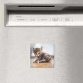 Niedliche Kleintiere | Tiny Tabby Kitten Magnet (In Situ (Geschirrspüler))