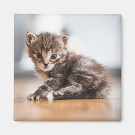 Niedliche Kleintiere | Tiny Tabby Kitten Magnet (Vorne)