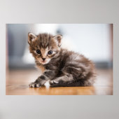 Niedliche Kleintiere | Tiny Tabby Kitten Poster (Vorne)