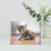 Niedliche Kleintiere | Tiny Tabby Kitten Postkarte (Stehend Vorderseite)