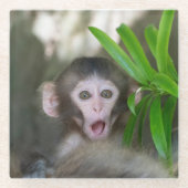 Niedliche Kleintiere | Überraschender Schneeaffe Glasuntersetzer (Vorderseite)