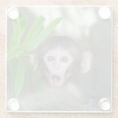 Niedliche Kleintiere | Überraschender Schneeaffe Glasuntersetzer (Rückseite)