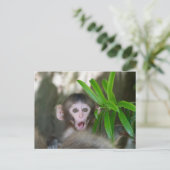 Niedliche Kleintiere | Überraschender Schneeaffe Postkarte (Stehend Vorderseite)