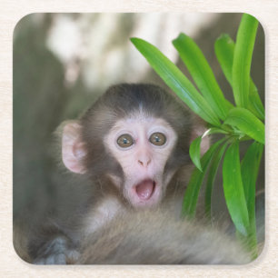 Niedliche Kleintiere   Überraschender Schneeaffe Rechteckiger Pappuntersetzer