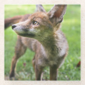 Niedliche Kleintiere | Urban Fox Glasuntersetzer (Vorderseite)
