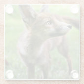 Niedliche Kleintiere | Urban Fox Glasuntersetzer (Rückseite)