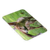 Niedliche Kleintiere | Urban Fox Magnet (Rechte Seite)