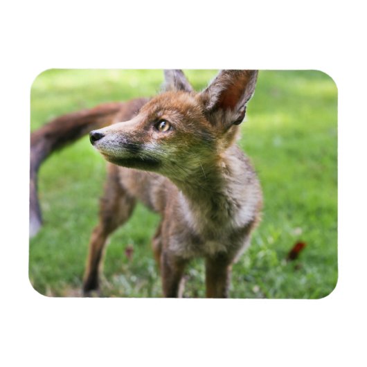 Niedliche Kleintiere | Urban Fox Magnet (Horizontal)
