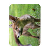 Niedliche Kleintiere | Urban Fox Magnet (Vertikal)