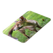 Niedliche Kleintiere | Urban Fox Magnet (Linke Seite)