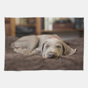 Niedliche Kleintiere   Weimaraner Welpenschlafen Geschirrtuch
