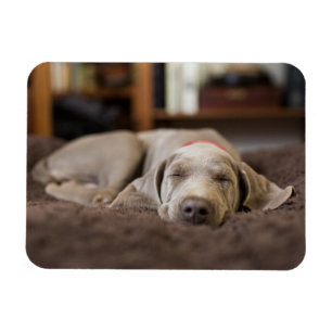 Niedliche Kleintiere   Weimaraner Welpenschlafen Magnet