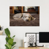Niedliche Kleintiere | Weimaraner Welpenschlafen Poster (Heimbüro)