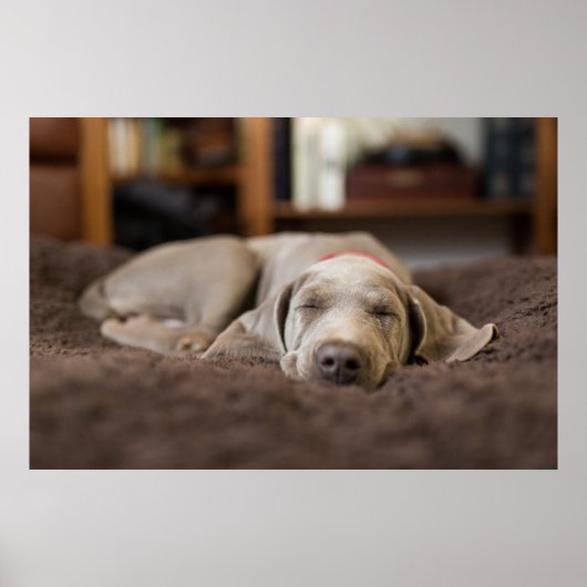 Niedliche Kleintiere | Weimaraner Welpenschlafen Poster (Vorne)
