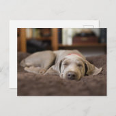 Niedliche Kleintiere | Weimaraner Welpenschlafen Postkarte (Vorne/Hinten)