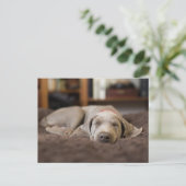 Niedliche Kleintiere | Weimaraner Welpenschlafen Postkarte (Stehend Vorderseite)