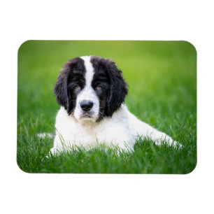 Niedliche Kleintiere Welpe Magnet