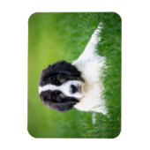 Niedliche Kleintiere | Welpe Magnet (Vertikal)