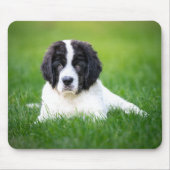 Niedliche Kleintiere | Welpe Mousepad (Vorne)