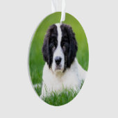 Niedliche Kleintiere | Welpe Ornament (Vorderseite)