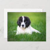 Niedliche Kleintiere | Welpe Postkarte (Vorne/Hinten)