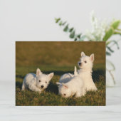 Niedliche Kleintiere | West Highland White Terrier Dankeskarte (Stehend Vorderseite)