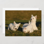 Niedliche Kleintiere | West Highland White Terrier Dankeskarte (Vorne/Hinten)