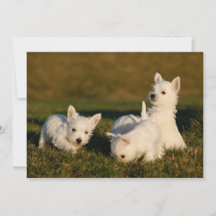 Niedliche Kleintiere West Highland White Terrier Dankeskarte