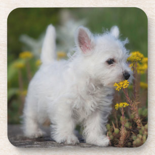 Niedliche Kleintiere   West Highland White Terrier Getränkeuntersetzer