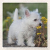 Niedliche Kleintiere | West Highland White Terrier Glasuntersetzer (Vorderseite)