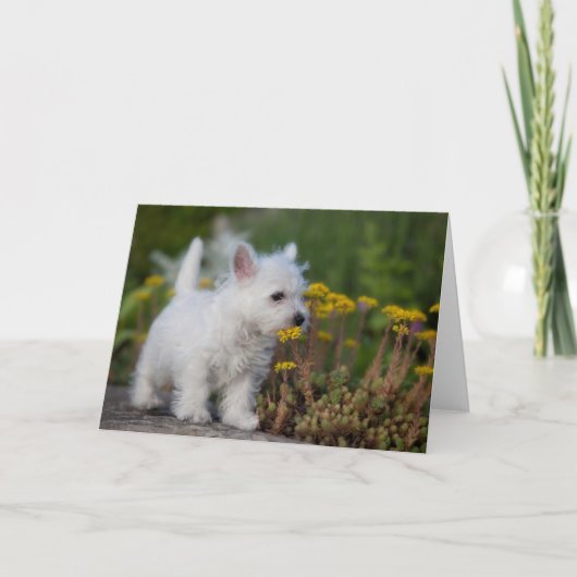 Niedliche Kleintiere | West Highland White Terrier Karte (Vorderseite)