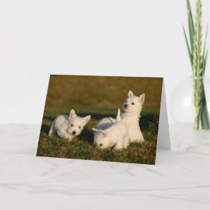 Niedliche Kleintiere West Highland White Terrier Karte