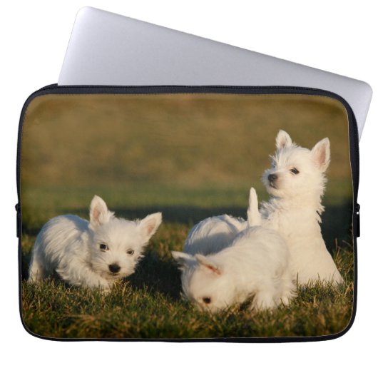 Niedliche Kleintiere | West Highland White Terrier Laptopschutzhülle (Vorderseite)