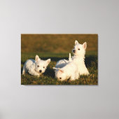 Niedliche Kleintiere | West Highland White Terrier Leinwanddruck (Vorderseite)