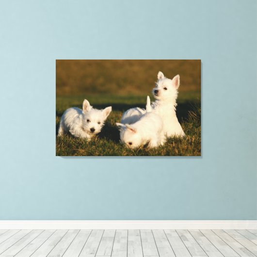 Niedliche Kleintiere | West Highland White Terrier Leinwanddruck (Insitu (Holzboden))