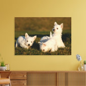 Niedliche Kleintiere | West Highland White Terrier Leinwanddruck (Insitu (Wohnzimmer))
