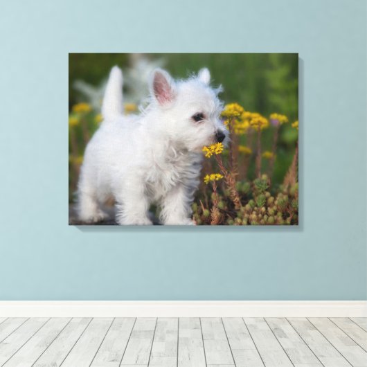 Niedliche Kleintiere | West Highland White Terrier Leinwanddruck (Insitu (Holzboden))